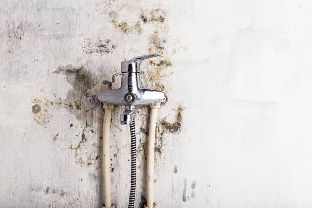 Best Black Mold Remediation in Huntington, TX