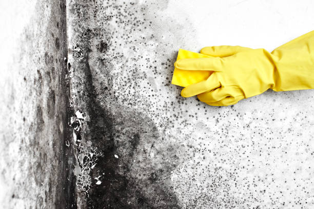 Best Emergency Mold Remediation in Huntington, TX
