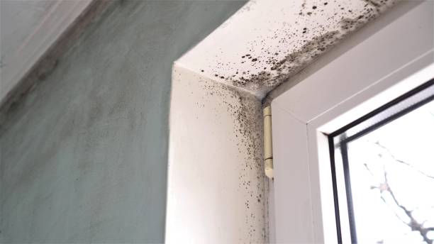 Huntington, TX Mold Remediation Company