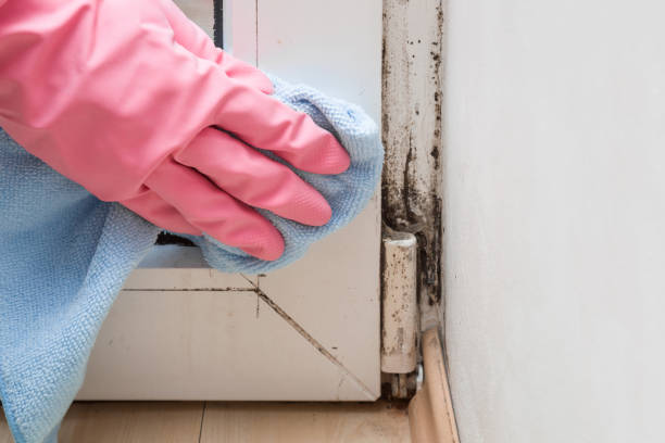 Best Crawl Space Mold Remediation in Huntington, TX