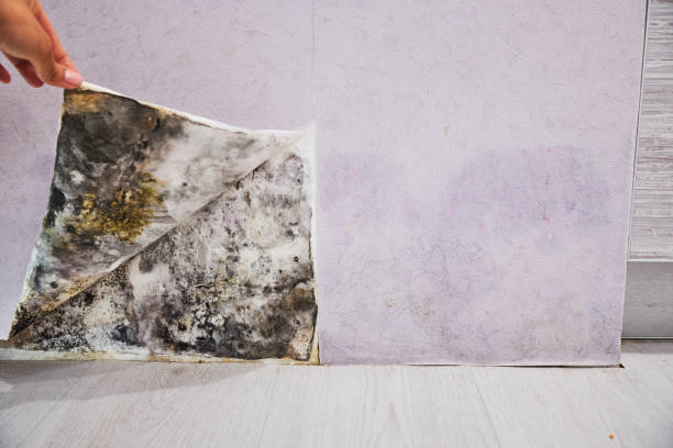 Best DIY Mold Remediation Support Services in Huntington, TX